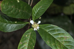 Tetracera indica