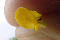 Aspalathus securifolia