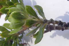 Aspalathus securifolia