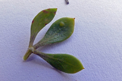 Aspalathus securifolia