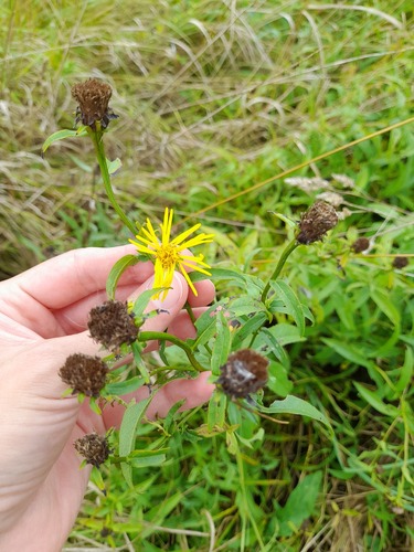 Irish Fleabane (Pentanema salicinum)