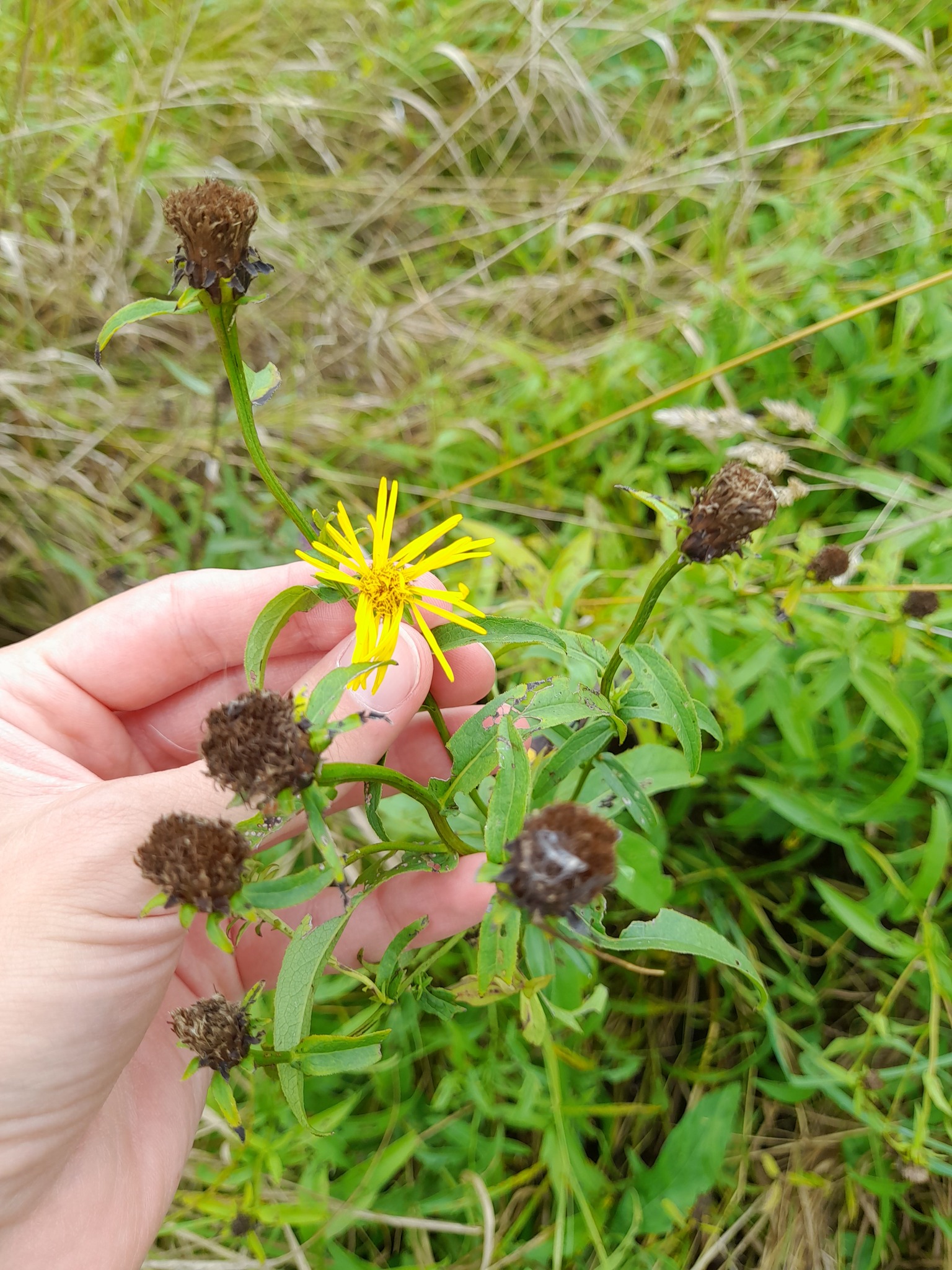 Irish Fleabane (Pentanema salicinum)