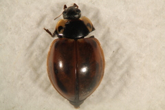 Myzia pullata