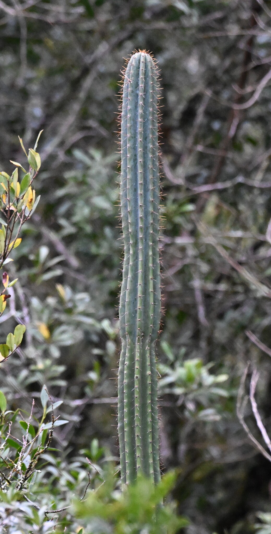 Cereus hildmannianus