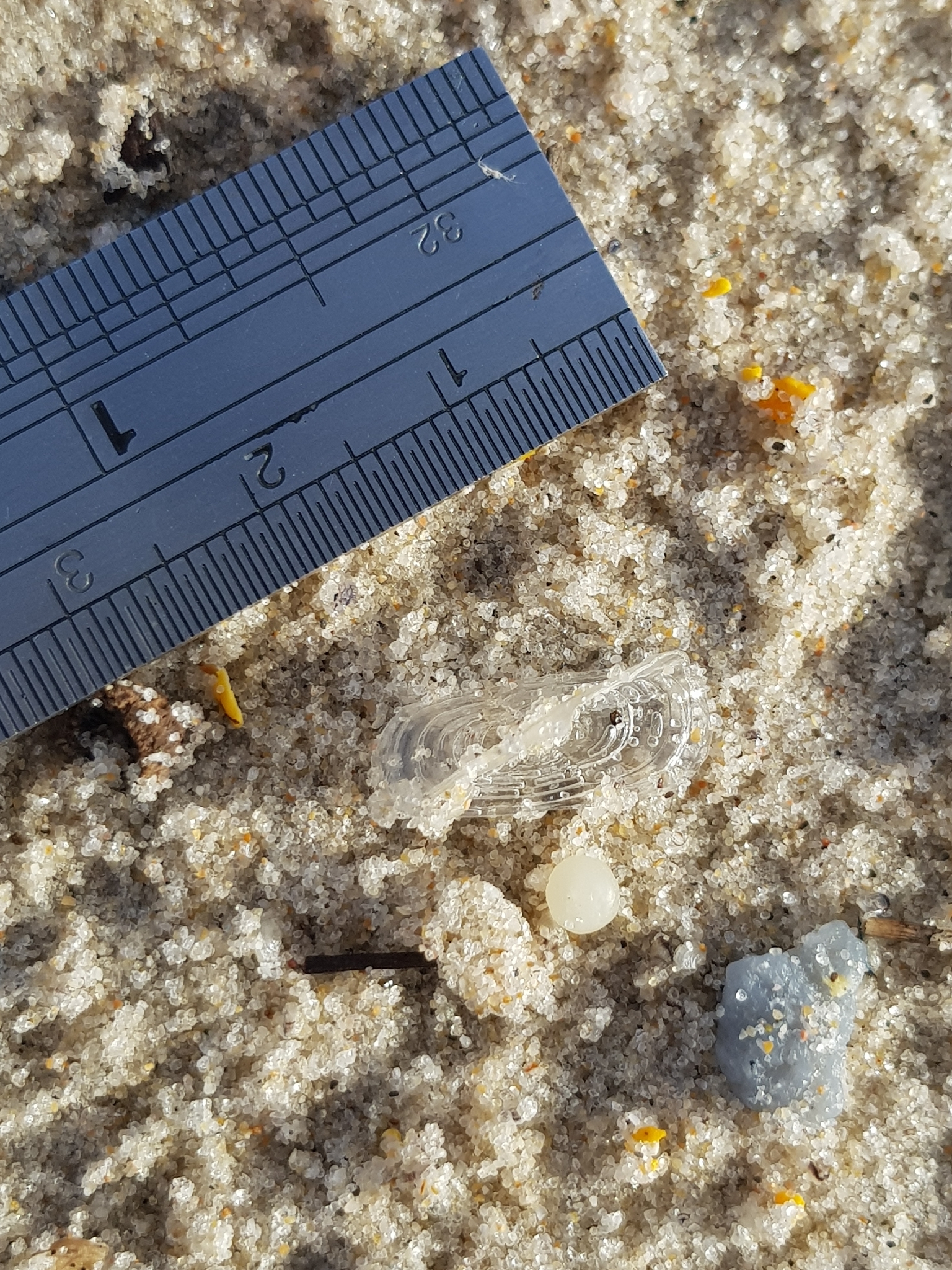 Velella velella (Linnaeus, 1758)