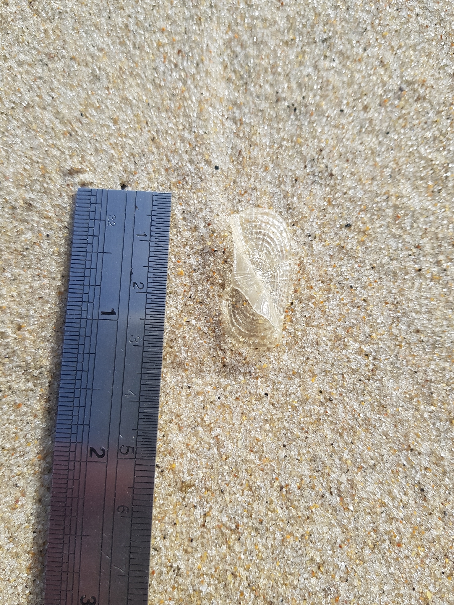 Velella velella (Linnaeus, 1758)