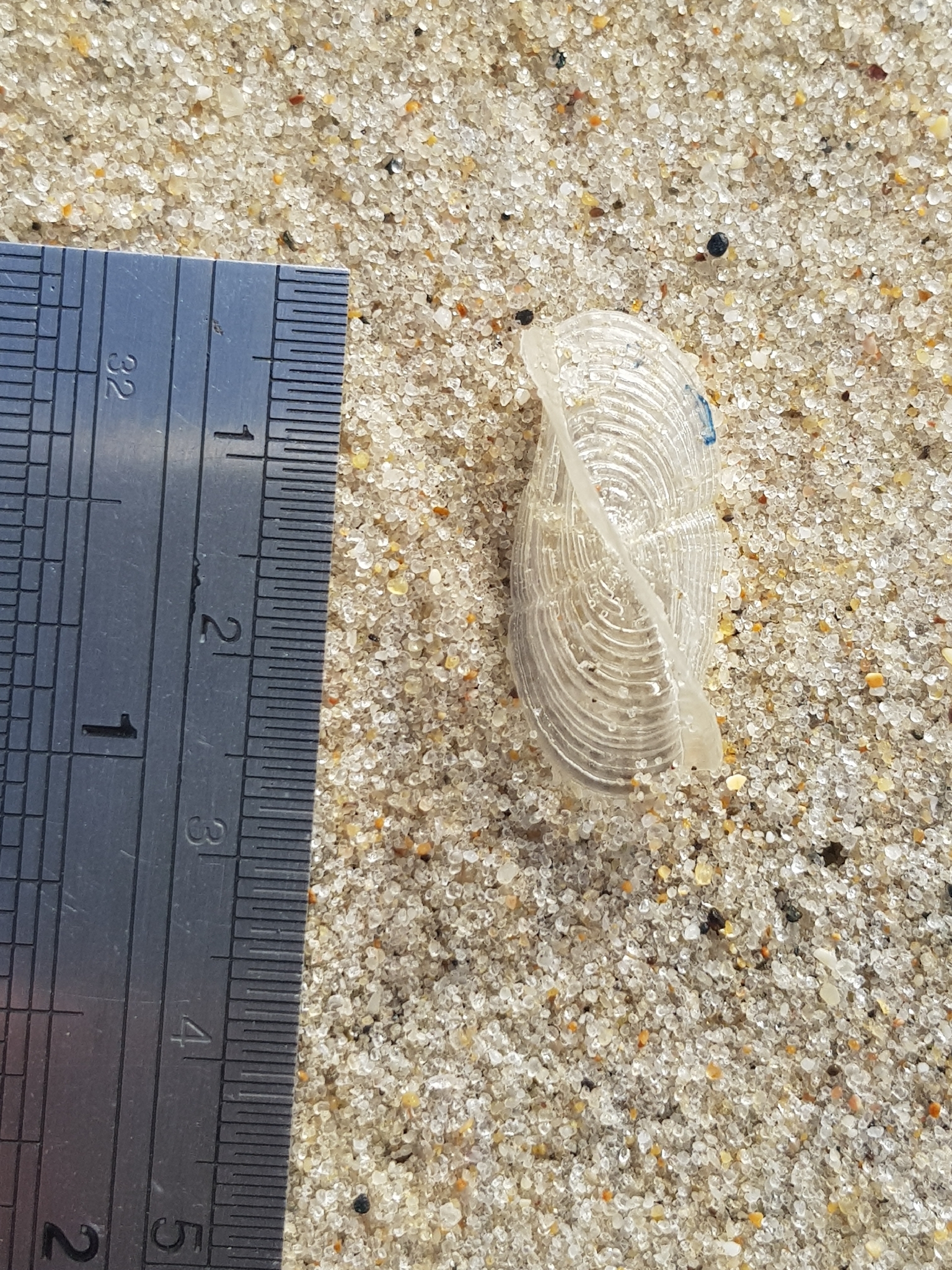 Velella velella (Linnaeus, 1758)