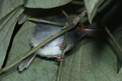 Orthotomus sepium
