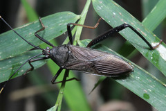 Hemiptera