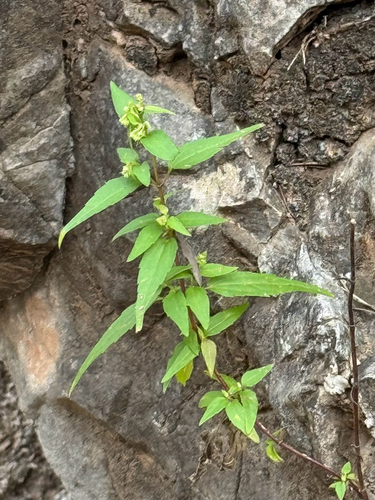 Santa Rita Snakeroot (Ageratina paupercula)