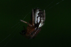 Araneae