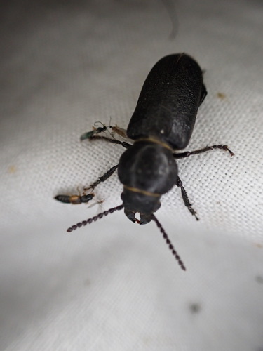 Black Longicorn Beetle, Westerveld, Drenthe, Netherlands, photo 9 of 10