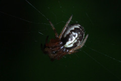 Araneae