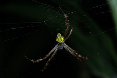 Argiope