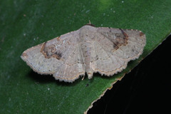 Lepidoptera
