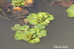 Ludwigia helminthorrhiza