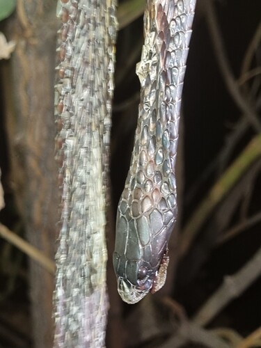 Arabian Cobra