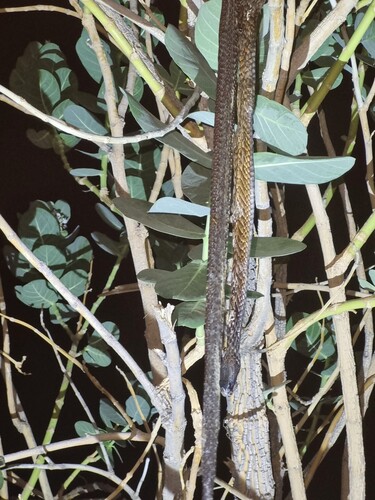Arabian Cobra