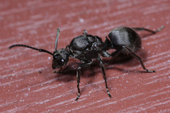 Polyrhachis