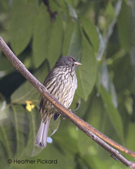 Dulus dominicus