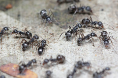 Dolichoderus