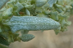 Atriplex amnicola