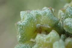 Atriplex amnicola