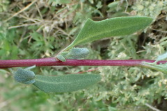 Atriplex amnicola