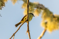 Phyllomyias griseiceps