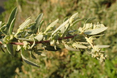 Atriplex amnicola