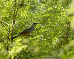 Coccyzus longirostris