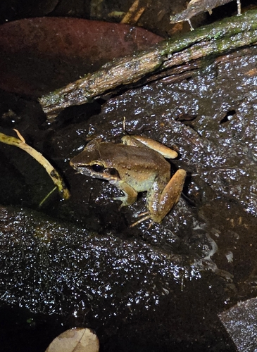 Limnonectes paramacrodon