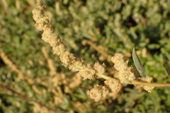 Atriplex amnicola
