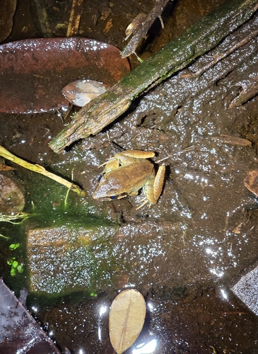 Limnonectes paramacrodon