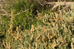 Atriplex amnicola