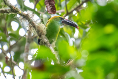 Aulacorhynchus derbianus