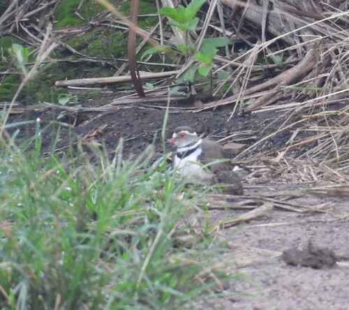 iNaturalist: (c) Hendrik McCarthy, some rights reserved (CC BY-NC), uploaded by Hendrik McCarthy iNaturalist image