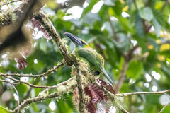 Aulacorhynchus derbianus