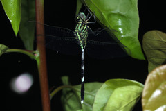 Orthetrum sabina
