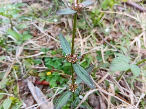 Woodland false buttonweed