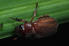 Coleoptera