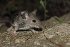Peromyscus leucopus texanus