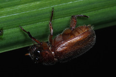 Coleoptera