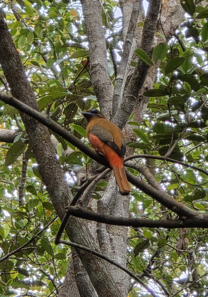 Luntur putri (Harpactes duvaucelii)