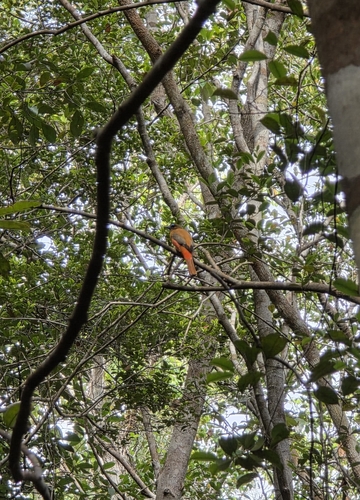 Harpactes duvaucelii