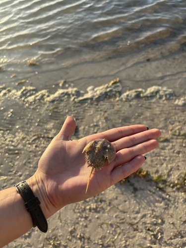 Horseshoe Crab