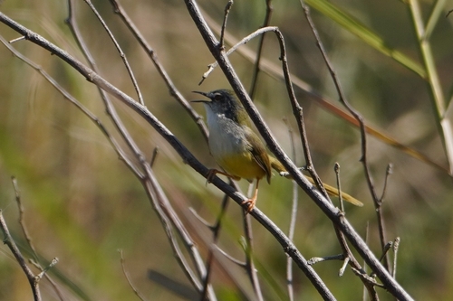 Yellow-bellied Prinia (Prinia flaviventris), photo 3