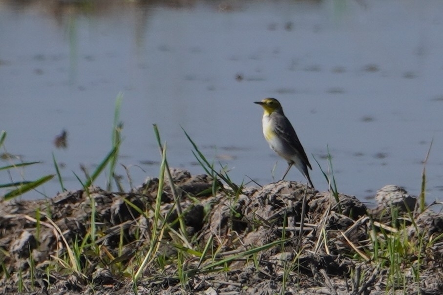 Citrine Wagtail (Motacilla citreola), photo 2