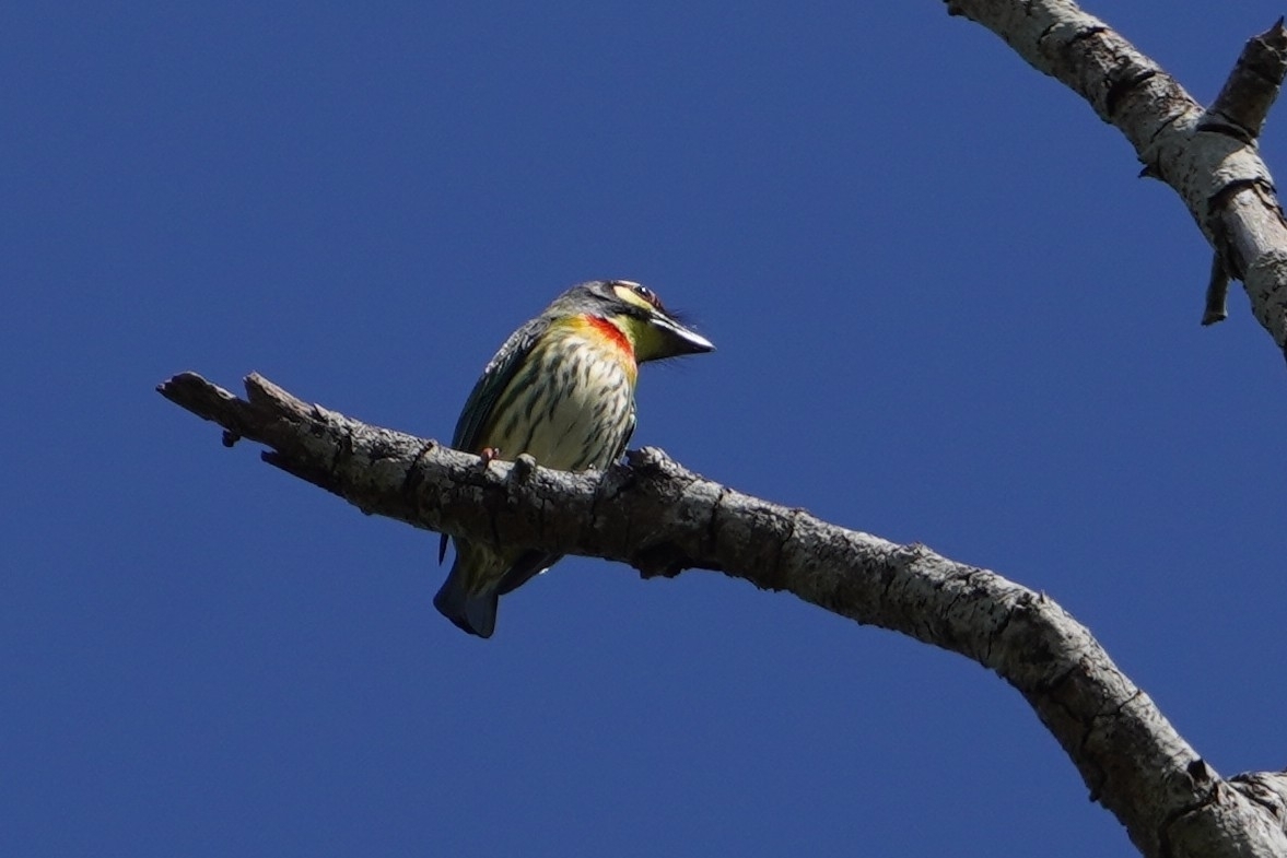 Coppersmith Barbet (Psilopogon haemacephalus), photo 10