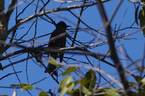 Black Bulbul (Hypsipetes leucocephalus), photo 4